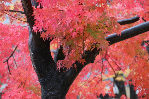 小雨降るキャンパスの紅葉　１１月２日昼前　楓蔦黄ばむ（もみじ　つた　きばむ）_c0075701_168236.jpg