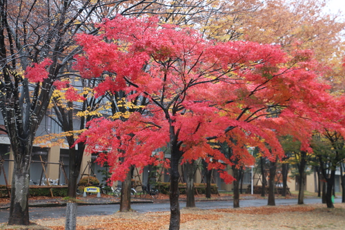 小雨降るキャンパスの紅葉　１１月２日昼前　楓蔦黄ばむ（もみじ　つた　きばむ）_c0075701_169137.jpg