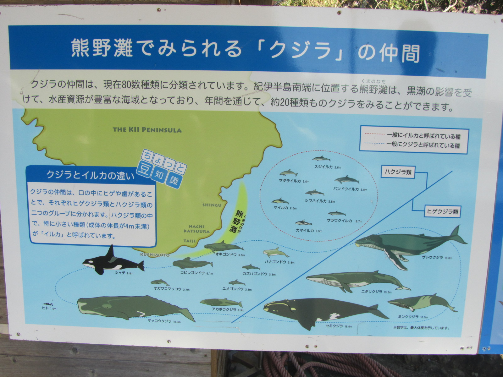 南紀 勝浦温泉③_a0100706_13111567.jpg