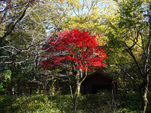 赤城自然園の紅葉と有島先生と金子先生_e0205713_1903384.jpg