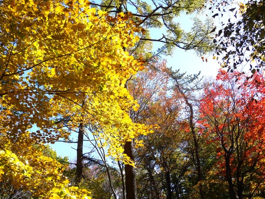 赤城自然園の紅葉と有島先生と金子先生_e0205713_1913662.jpg