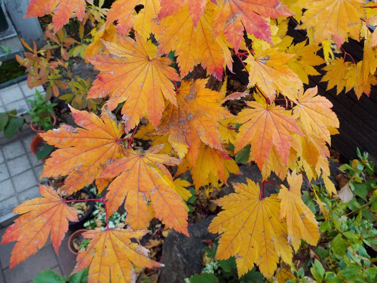 黄葉・紅葉も楽じゃない、そして秋はキク_c0025115_21215500.jpg