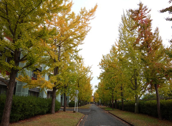 本日11月3日(火・文化の日)はお休みします。定休日です。_d0336740_09491341.jpg