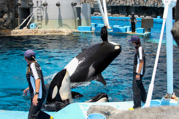 2015/07/28 名古屋港水族館 シャチ : 墨色の鳥籠