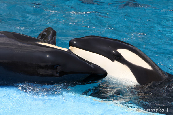 2015/07/28 名古屋港水族館 シャチ : 墨色の鳥籠