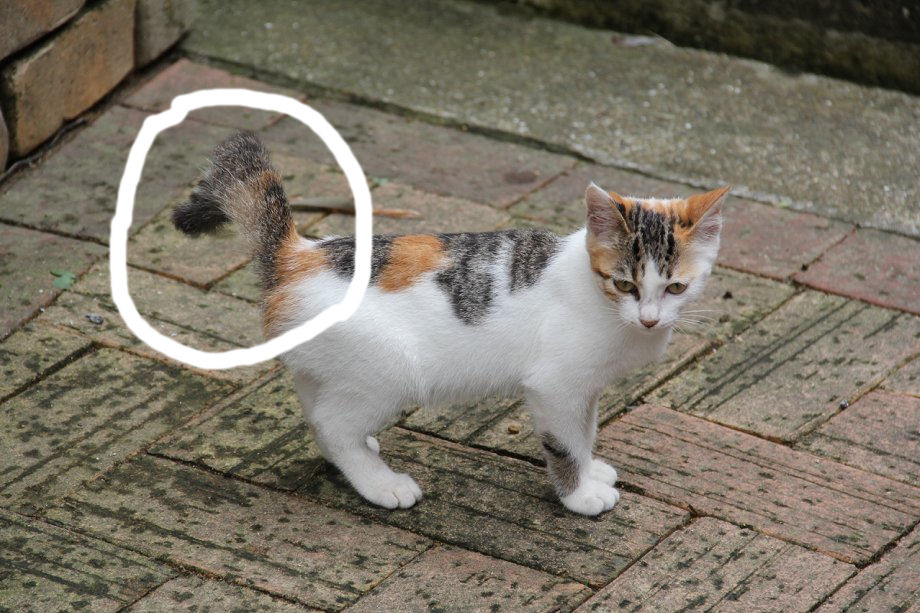 幸せを招く 長崎の 尾曲がり猫 71歳現役ボーカリスト 幸せを招く 長崎の 尾曲がり猫 71歳現役ボーカリスト