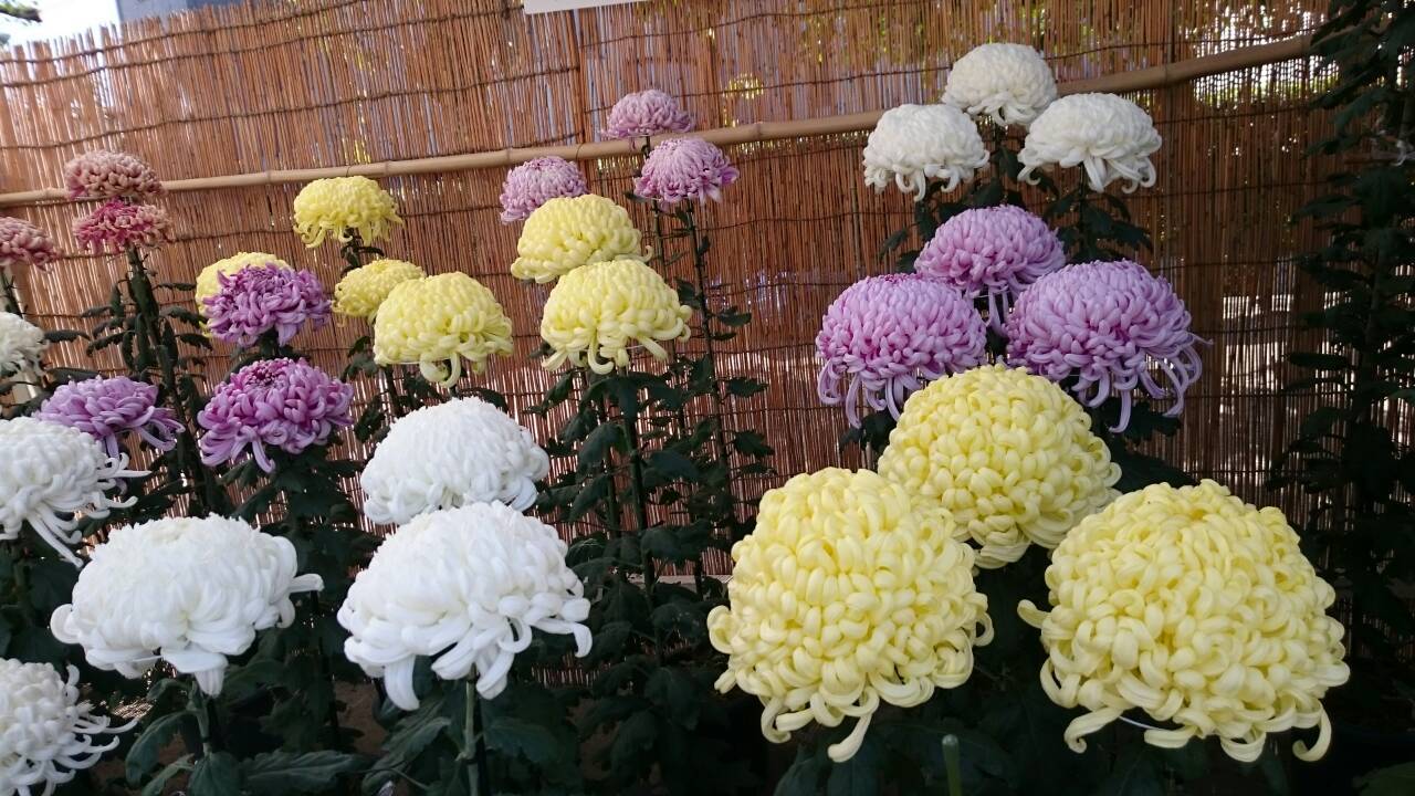泉殿宮の菊花展_e0056050_16091815.jpg
