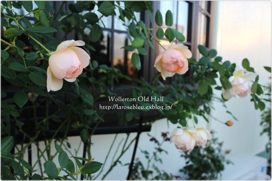 夕暮れ時の ウォラトン オールド ホール La Rose 薔薇の庭