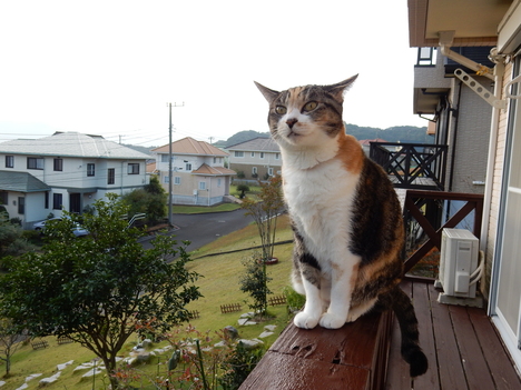 ’15,11,3(火)今日は「文化の日!」_f0060461_11133641.jpg