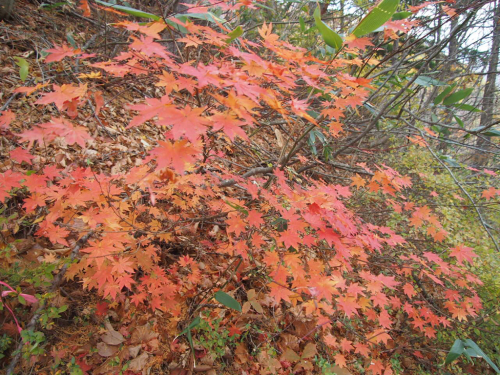 c0321967_07433934.jpg