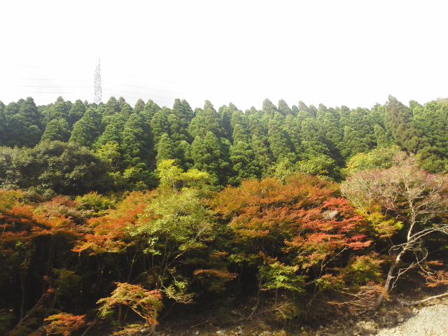 コスモス園・・・保津川下り・・・嵐山はたくさんの人＊＾－＾＊季節を満喫してきました☆_f0061067_18221921.jpg