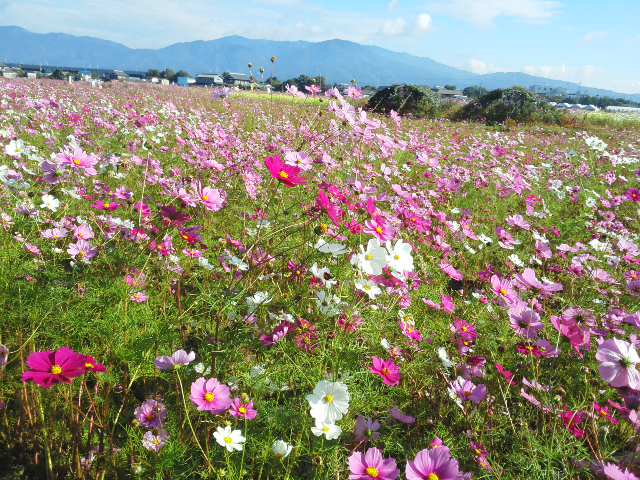 コスモス園・・・保津川下り・・・嵐山はたくさんの人＊＾－＾＊季節を満喫してきました☆_f0061067_18221994.jpg