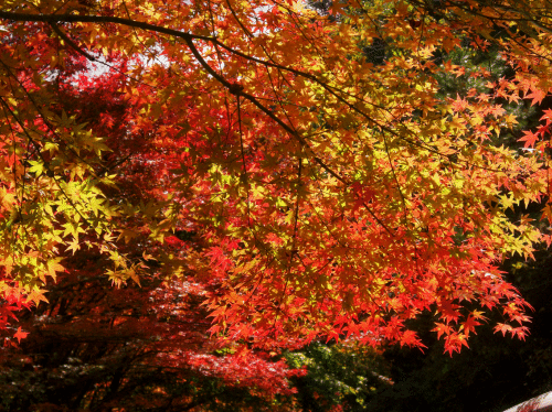 c0095679_20402883.gif