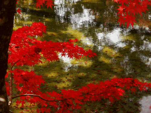 c0095679_20403814.gif