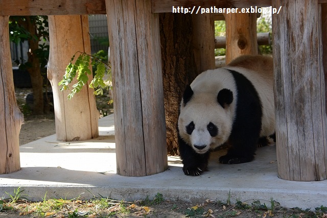 ２０１５年１０月　王子動物園　その１　旦旦ハロウィンイベント_a0052986_0234891.jpg