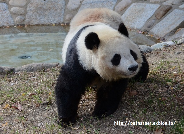 ２０１５年１０月　王子動物園　その１　旦旦ハロウィンイベント_a0052986_044247.jpg