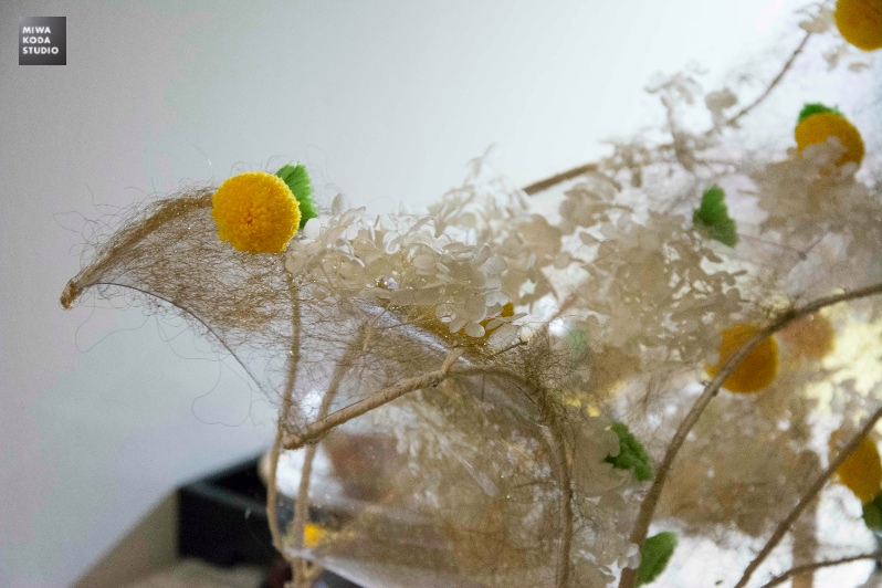 November 5, 20 15 ピンポンマム Chrysanthemum _a0307186_19304816.jpg