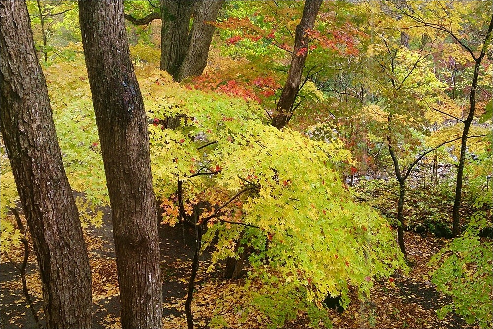 雨の奥入瀬渓流_d0130286_22462392.jpg