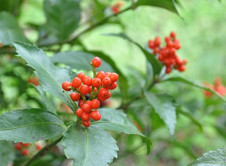 a0143388_11272921.jpg