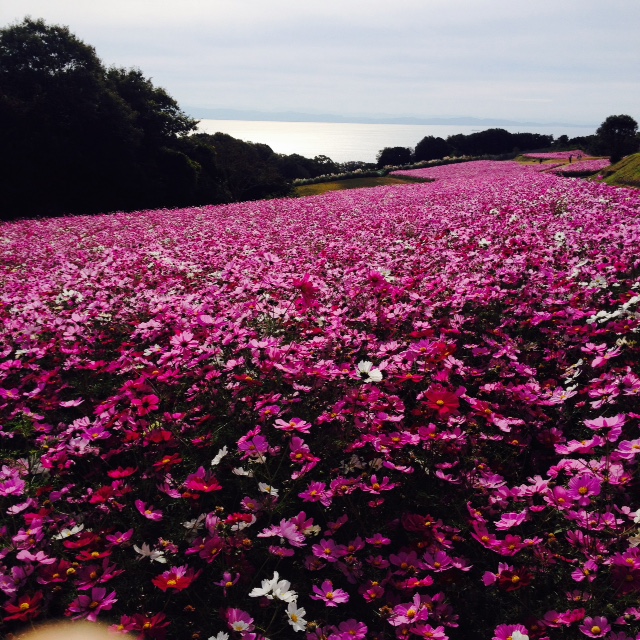 花さじき・奇跡の星の植物館_f0204295_1926513.jpg