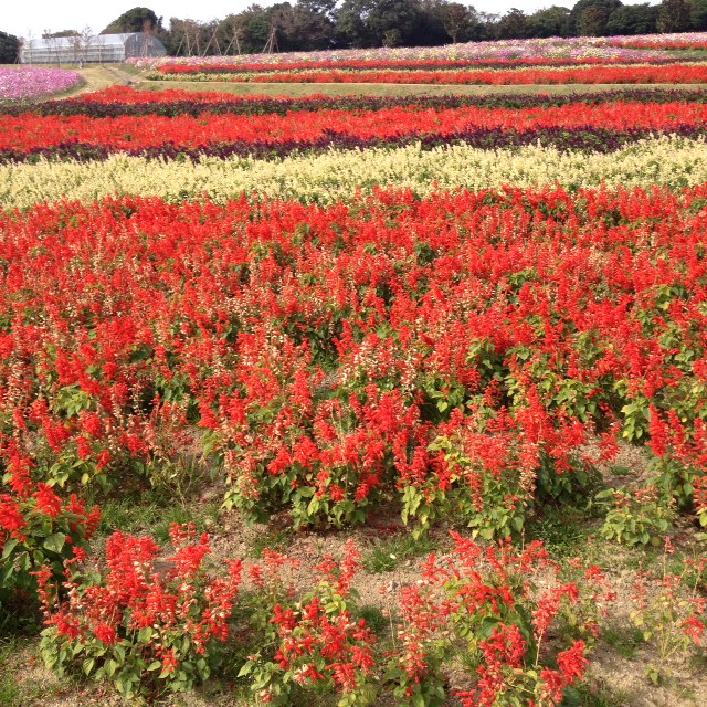 花さじき・奇跡の星の植物館_f0204295_19265863.jpg
