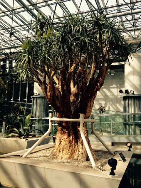 花さじき・奇跡の星の植物館_f0204295_19333624.jpg