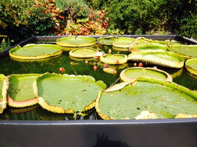 花さじき・奇跡の星の植物館_f0204295_19364275.jpg