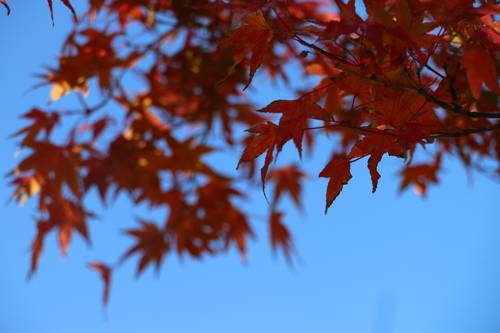 キャンパスの紅葉＆黄葉　１１月４日午前　楓蔦黄ばむ（もみじ　つた　きばむ）・・・２_c0075701_21385497.jpg