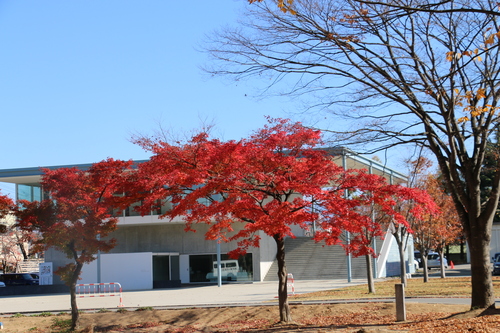 キャンパスの紅葉＆黄葉　１１月４日午前　楓蔦黄ばむ（もみじ　つた　きばむ）・・・３_c0075701_21492728.jpg