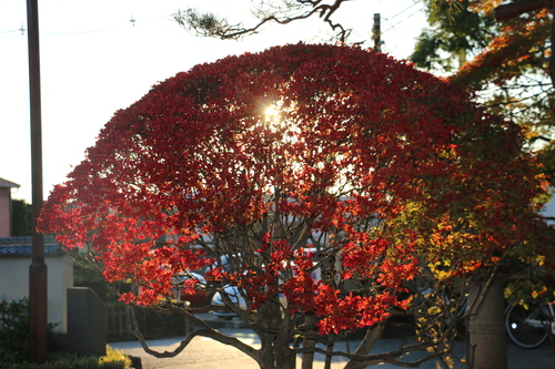 山形もみじ公園（宝幢寺跡）　１１月４日午後　楓蔦黄ばむ（もみじ　つた　きばむ）・・・４_c0075701_22485239.jpg