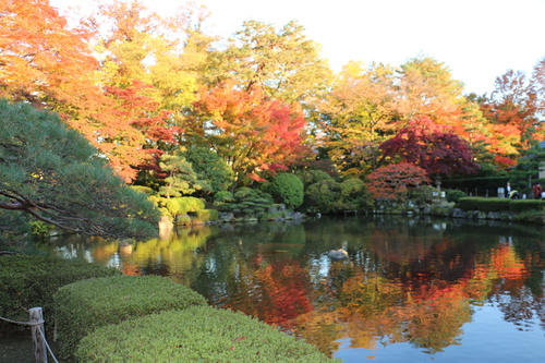 山形もみじ公園（宝幢寺跡）　１１月４日午後　楓蔦黄ばむ（もみじ　つた　きばむ）・・・４_c0075701_22492613.jpg