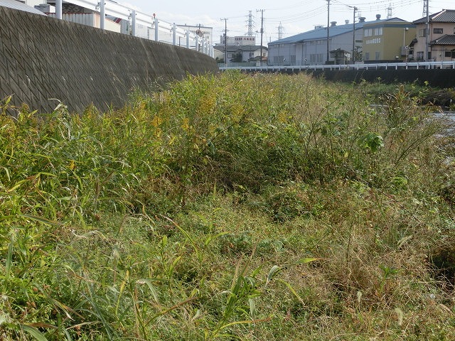 秋の日差しの中、小潤井川の草刈りと「ホルモンちゅうちゃん」での払い_f0141310_7231015.jpg