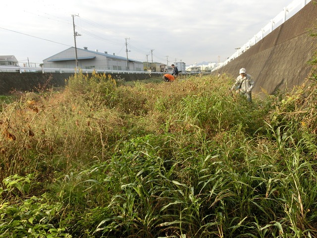 秋の日差しの中、小潤井川の草刈りと「ホルモンちゅうちゃん」での払い_f0141310_7245389.jpg