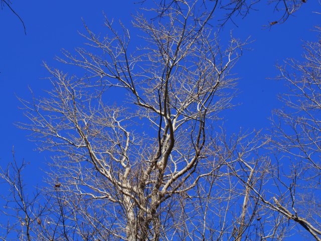 2015年11月4日(水)　藻岩山　旭山公園口（標高531ｍ）_c0171816_1718996.jpg