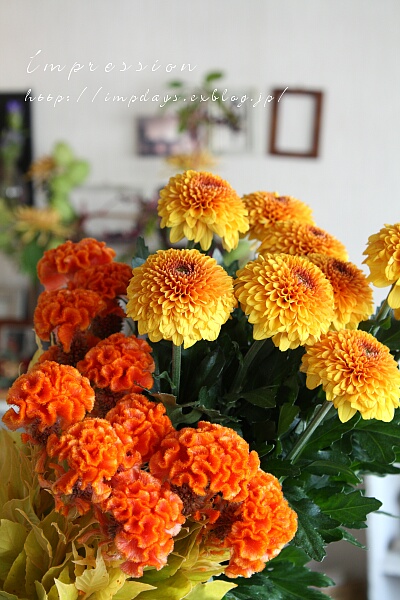 暖かい色の花 Impression Days