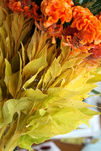 暖かい色の花 Impression Days