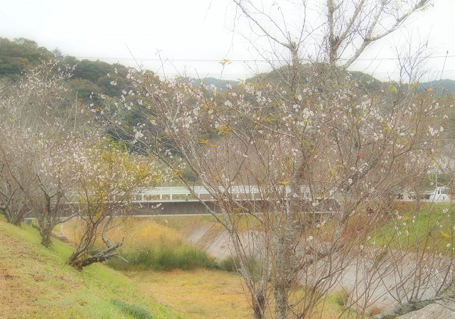 桜川で秋のお花見！ - つれづれ日記