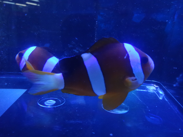 151104 海水魚・水草・淡水魚_f0189122_12282450.jpg