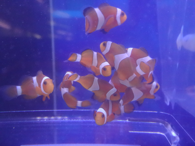 151104 海水魚・水草・淡水魚_f0189122_12293042.jpg