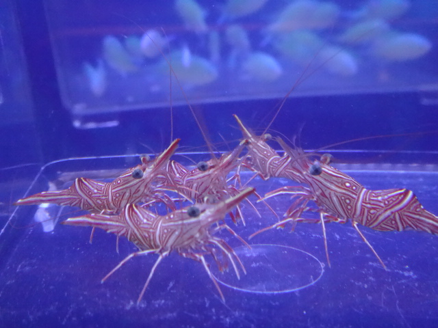 151104 海水魚・水草・淡水魚_f0189122_1230594.jpg