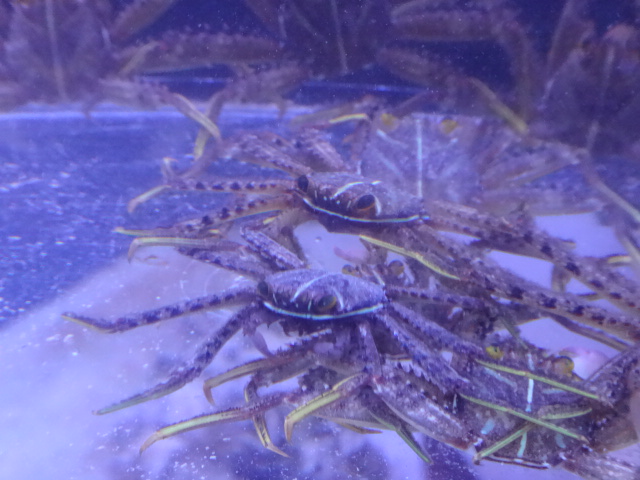 151104 海水魚・水草・淡水魚_f0189122_1231366.jpg