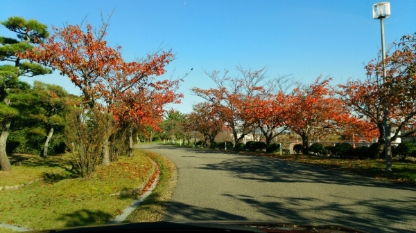 桜紅葉_b0237229_09164296.jpg