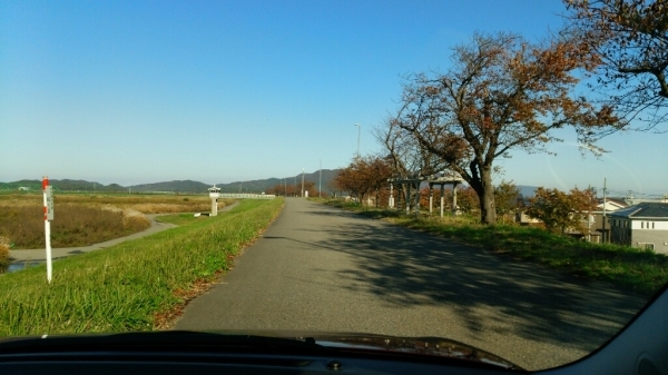 桜紅葉_b0237229_09165034.jpg