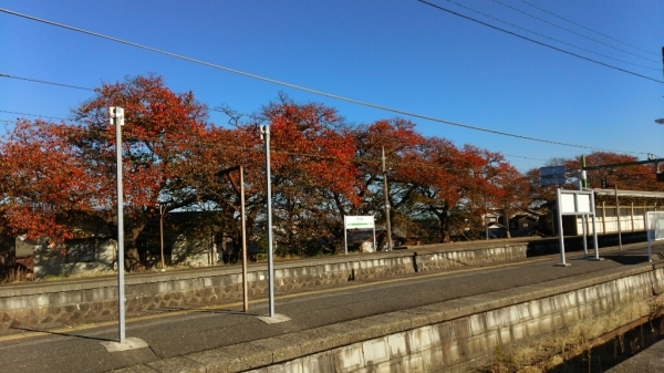 桜紅葉_b0237229_09165541.jpg