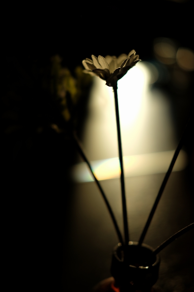 New FUJINON 35mm/f2.0朝のひと時_f0050534_21575241.jpg
