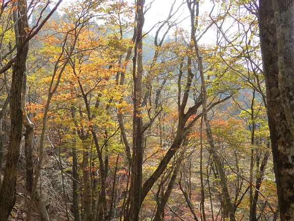 野峠～犬ヶ岳を歩く_e0164643_16152662.jpg