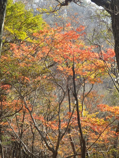 野峠～犬ヶ岳を歩く_e0164643_16262869.jpg