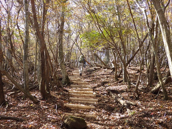 野峠～犬ヶ岳を歩く_e0164643_16313834.jpg