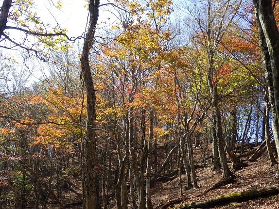 野峠～犬ヶ岳を歩く_e0164643_1633130.jpg