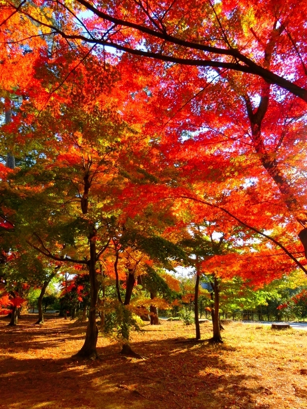 須賀川牡丹園は紅葉が絶好調 前編 福島県須賀川市 963 77 須賀川牡丹園は紅葉が絶好調 前編 福島県須賀川市 963 77